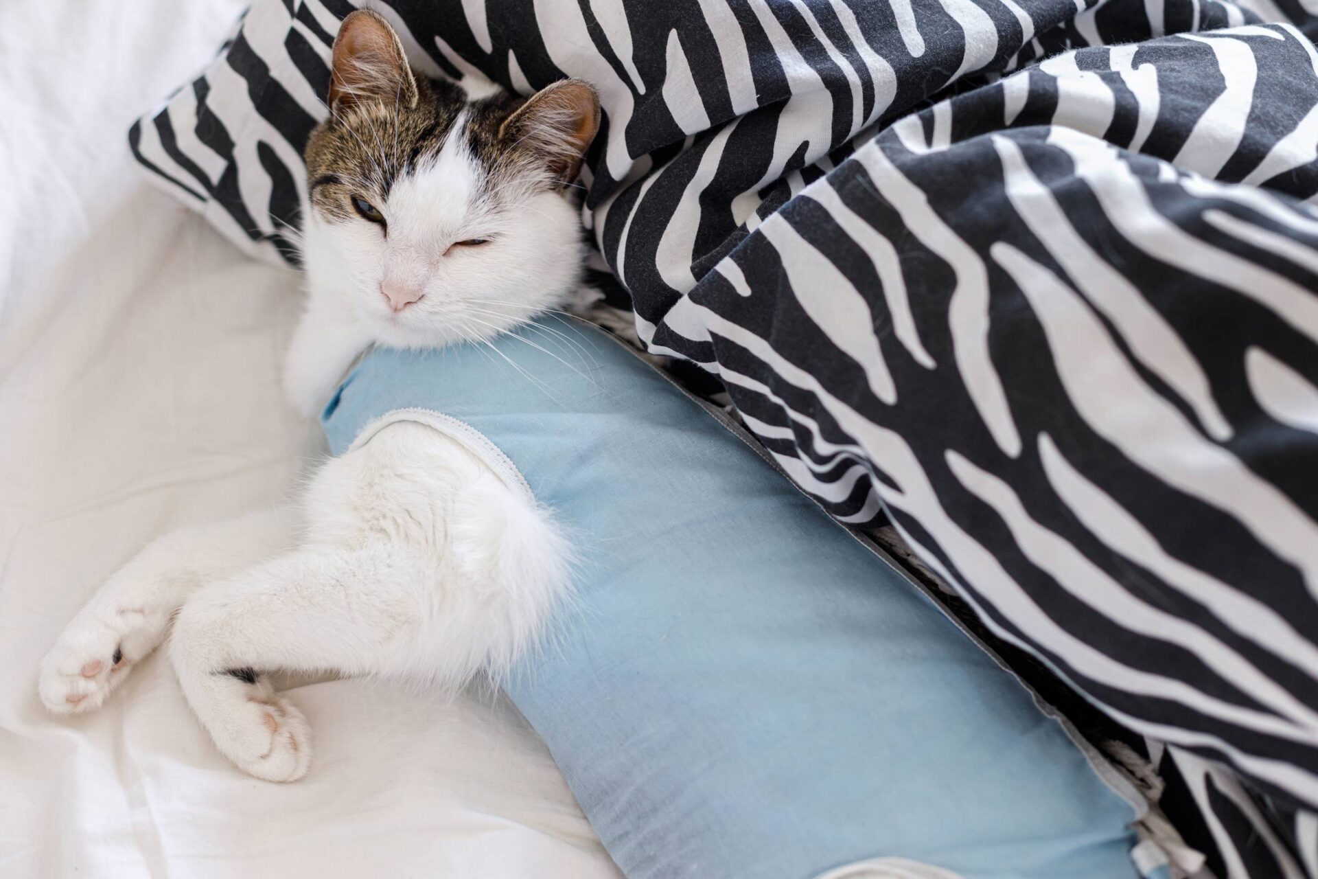 Kedi ve köpeklerin kısırlaştırılması, evcil hayvanınızın sağlığı, davranışı ve üreme kontrolü açısından önemli bir adımdır. Bu prosedür, cinsiyet organlarının cerrahi olarak çıkarılması işlemidir. Hem dişi hem de erkek hayvanlar için uygun olan bu prosedür, hayvanların üreme sistemini devre dışı bırakır ve gebelik riskini ortadan kaldırır.