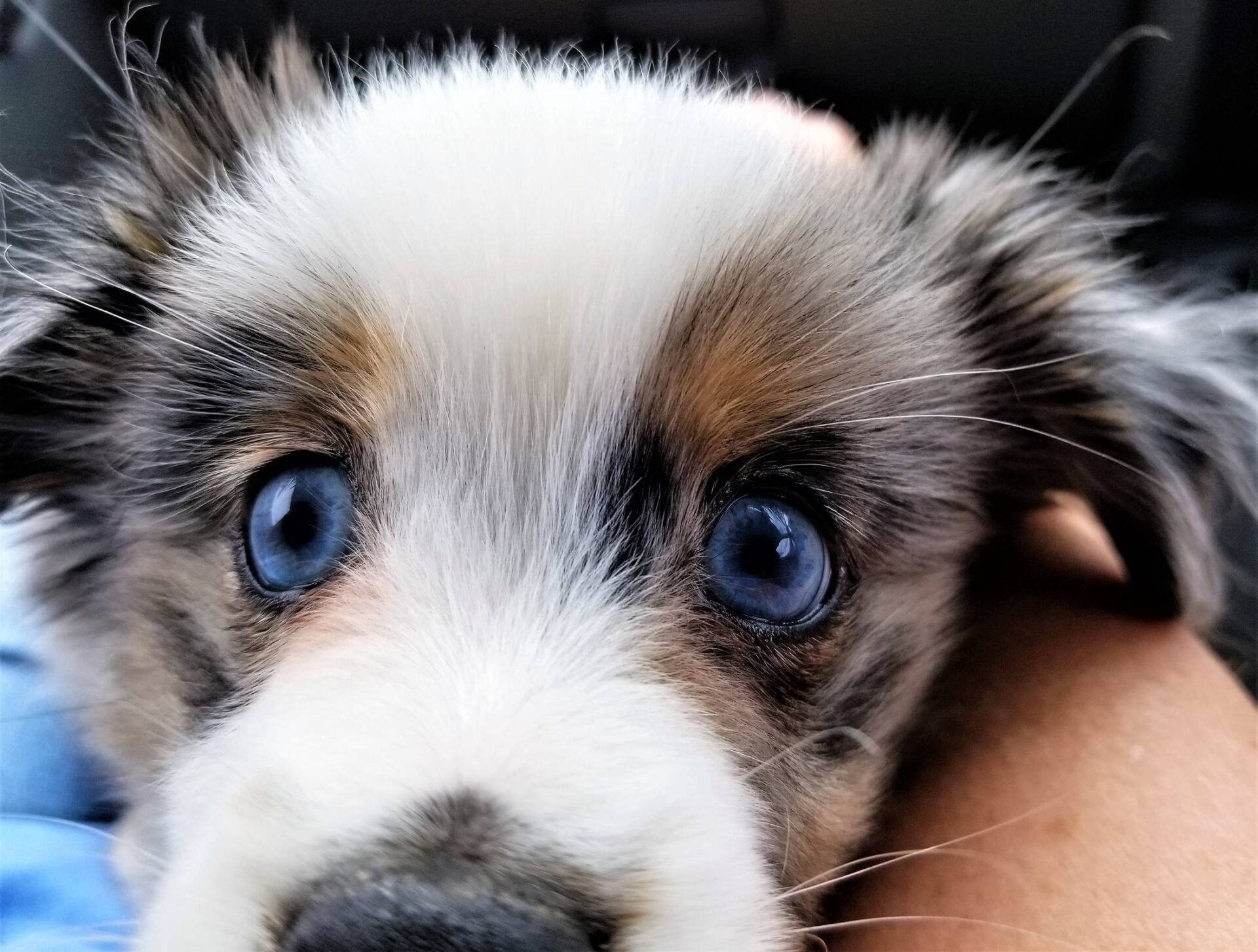 Evcil hayvanınızın göz sağlığı, genel sağlığı açısından büyük önem taşır. Göz hastalıkları, evcil hayvanların yaşam kalitesini düşürür ve tedavi edilmediğinde ciddi problemlere yol açabilir. Bu nedenle, veteriner hekiminize düzenli göz kontrolleri yaptırmak önemlidir.