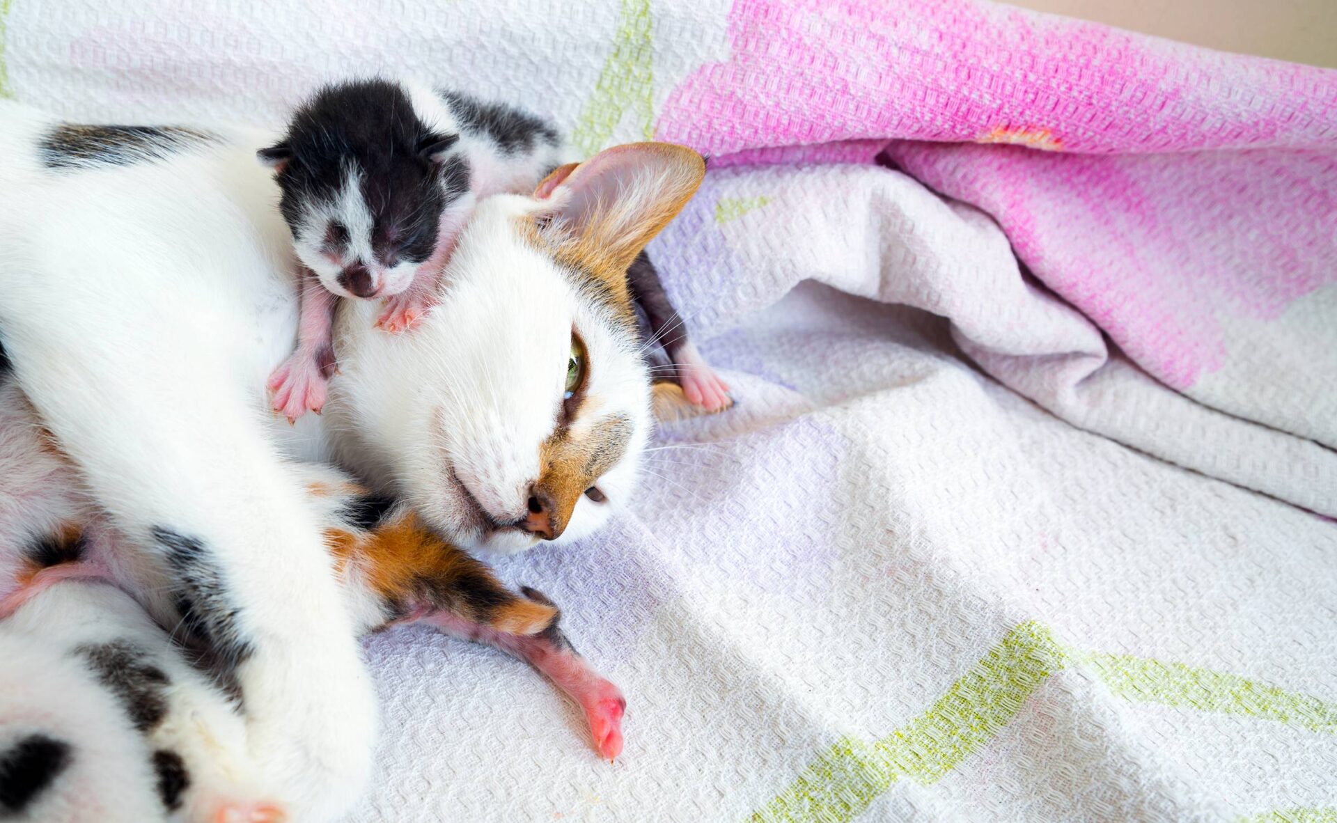 Veteriner klinikleri, hayvan sağlığına yönelik pek çok hizmet sunar ve bu hizmetlerden biri de