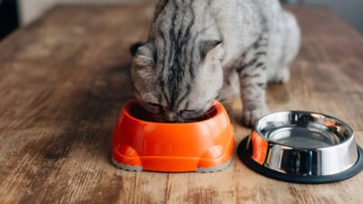 grey scottish fold cat eating pet food on table grey scottish fold cat eating pet food on table