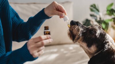 Pet dog taking cbd hemp oil - Canine licking cannabis dropper for anxiety treatment Pet dog taking cbd hemp oil - Canine licking cannabis dropper for anxiety treatment