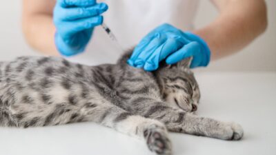 Vaccination of Pets. Veterinarian giving an injection to a pet. Animal healthcare professional Veterinarian doctor or nurse in a medical rubber glove makes an injection with a medicine for the prevention of disease. Protective vaccination concept