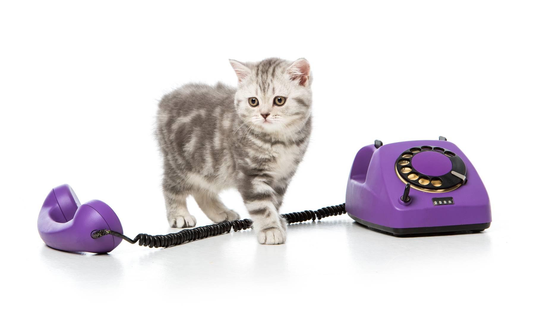 adorable little kitten with purple rotary telephone isolated on white