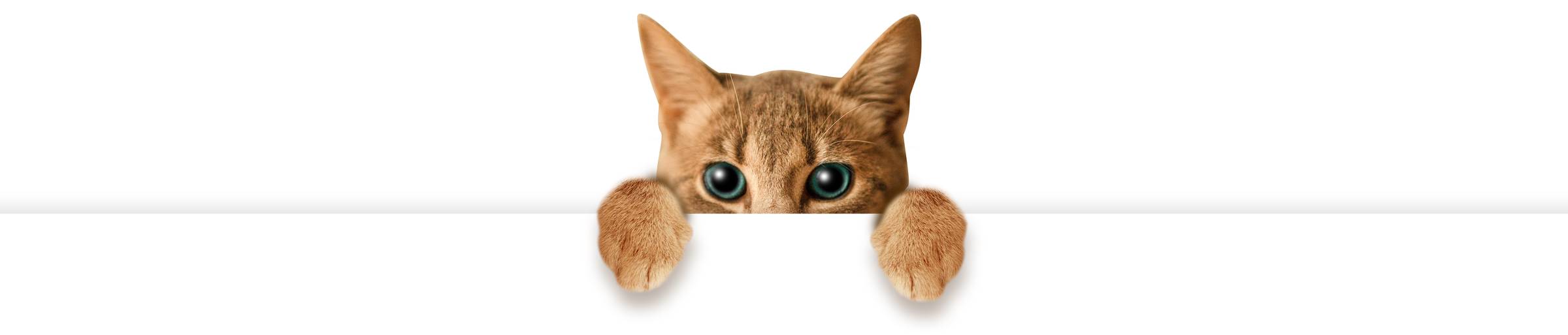 Funny tabby brown pet cat hanging over empty web banner template frame isolated on grey background with space for text.