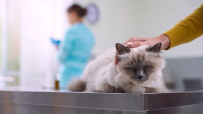 Owner and pet at the veterinary clinic Owner cuddling her pet at the veterinary clinic and doctor working in the background