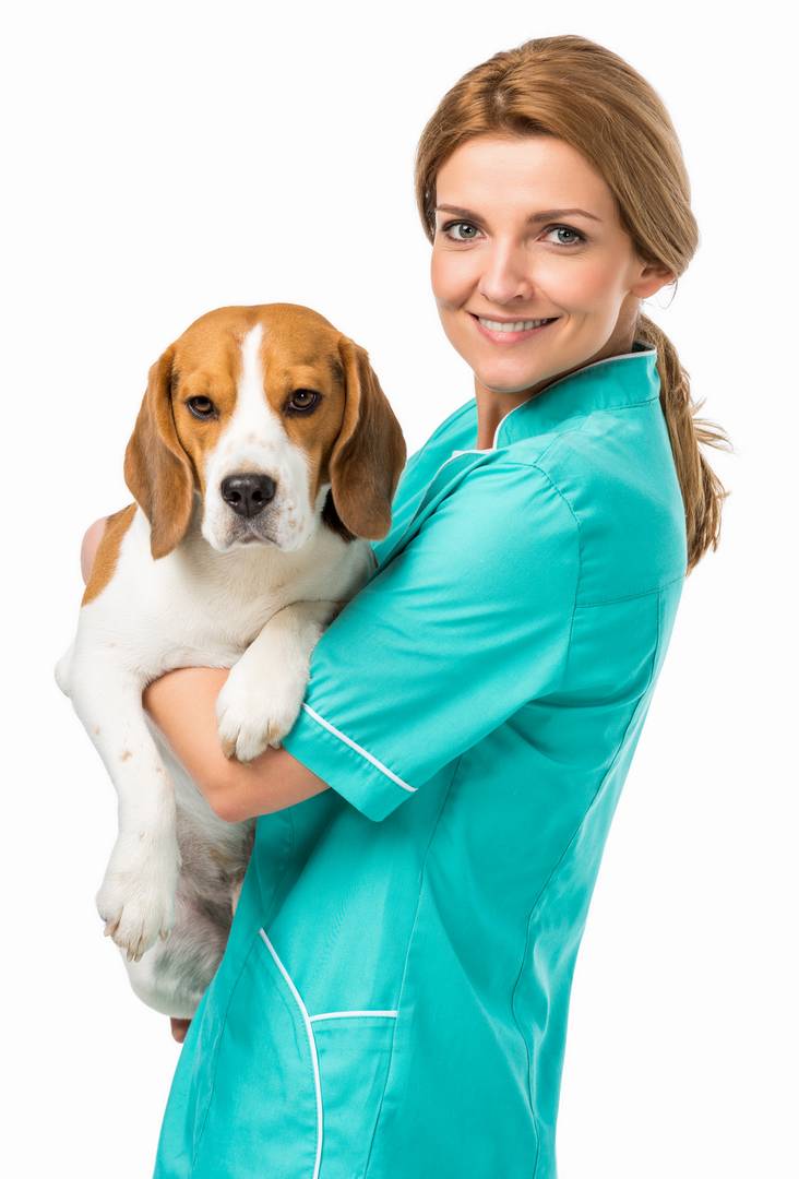 side view of smiling veterinarian in uniform holding cute beagle dog isolated on white
