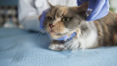 Close up on examined cat Close up on examined cat